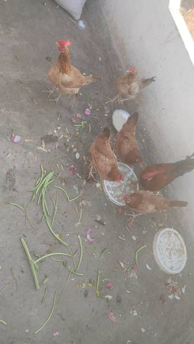 Desi hens