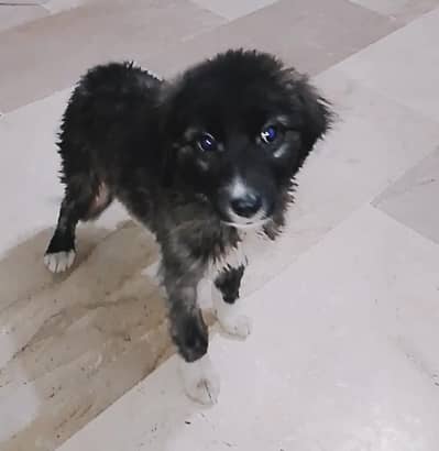 Luna (negotiable) rehoming urgent