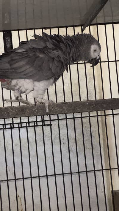 African grey parrot breeder male