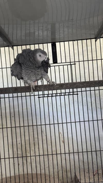 African grey parrot breeder male