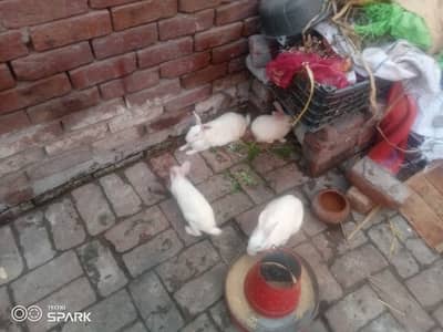 Australian red eye rabbit bunny sale