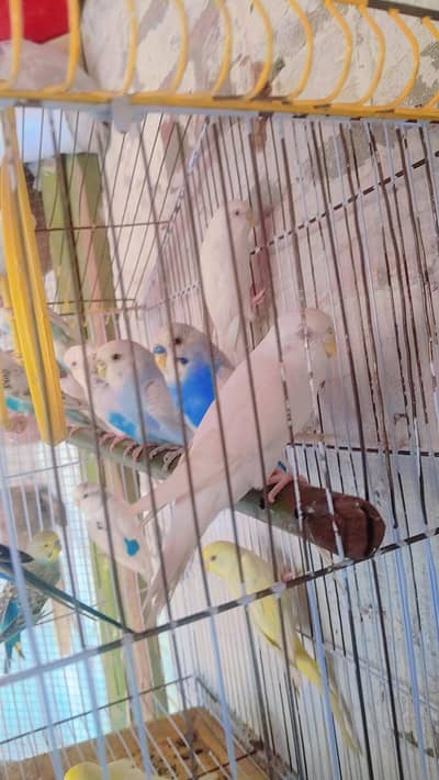 healthy and active pair and first breed red eyes or black eyes