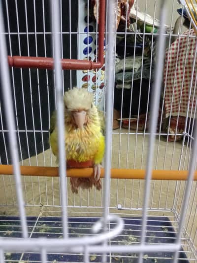 Pineapple conour chick