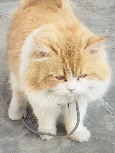 Cat Male Triple Long Coat