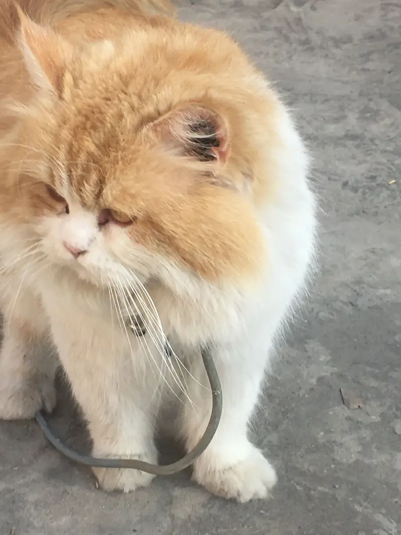 Cat Male Triple Long Coat — photo 2