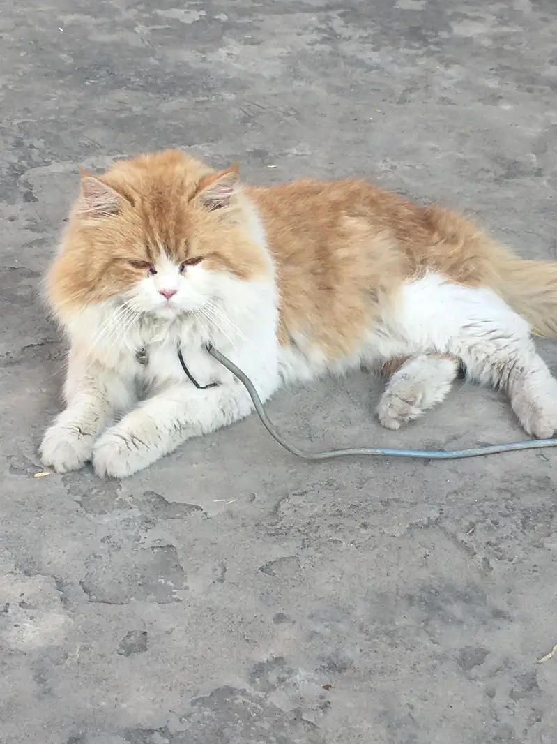 Cat Male Triple Long Coat — photo 3