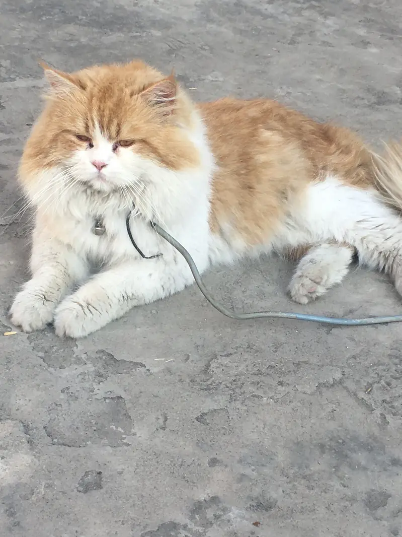 Cat Male Triple Long Coat — photo 4