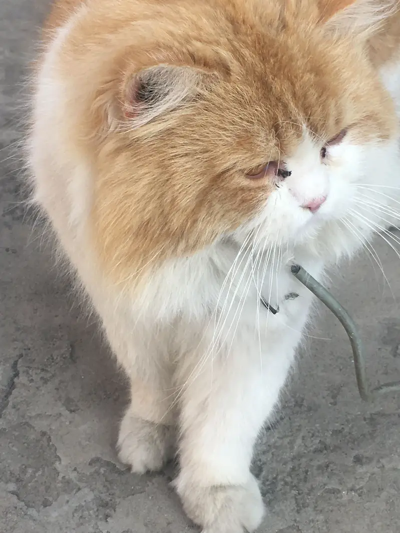 Cat Male Triple Long Coat — photo 5
