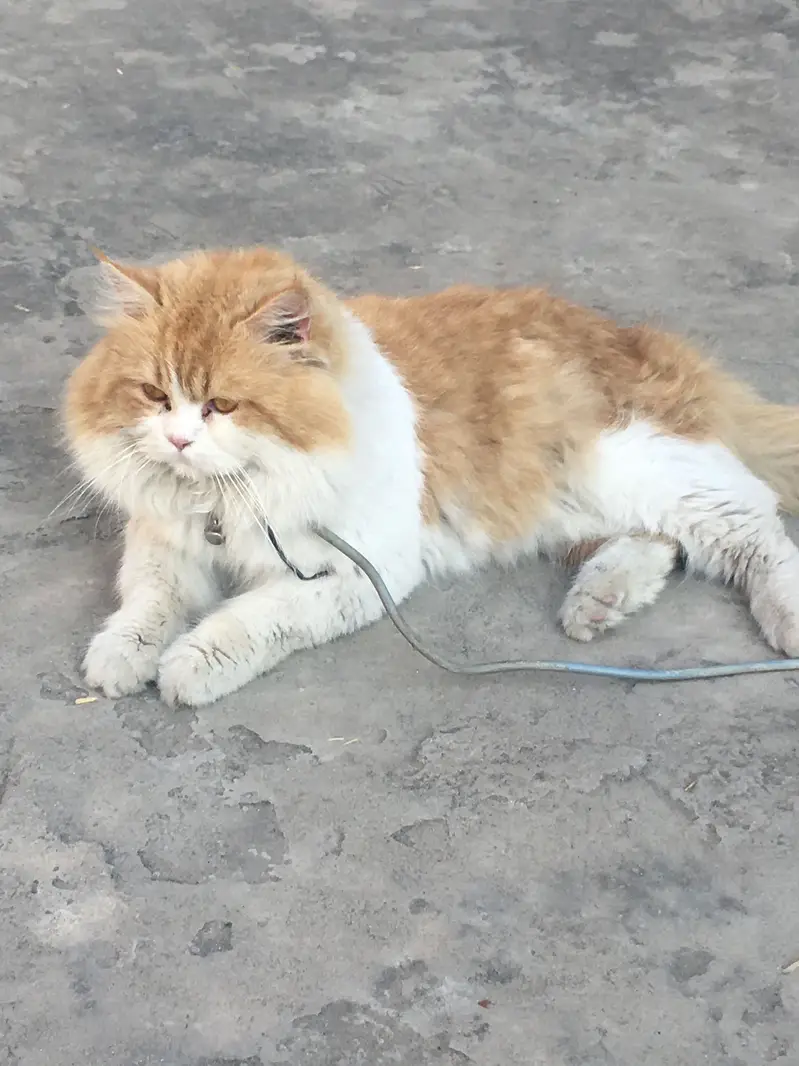 Cat Male Triple Long Coat — photo 6