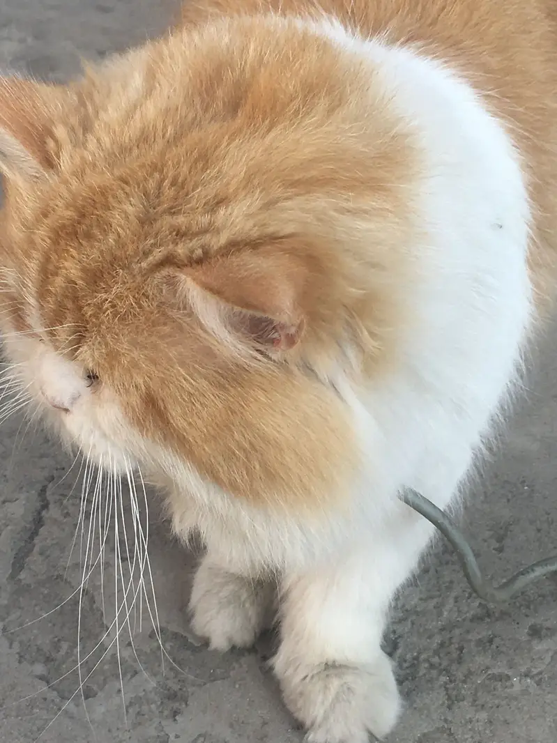 Cat Male Triple Long Coat — photo 7