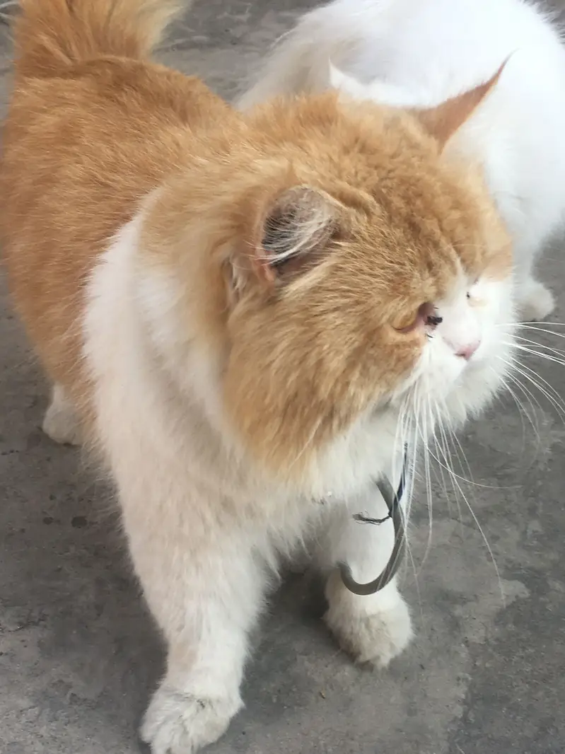 Cat Male Triple Long Coat — photo 8