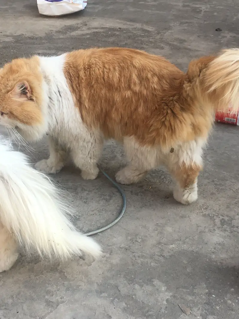 Cat Male Triple Long Coat — photo 9