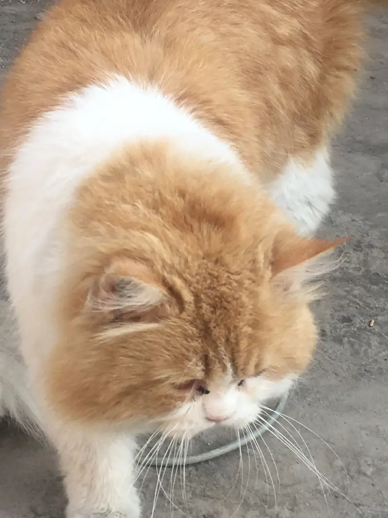 Cat Male Triple Long Coat — photo 10
