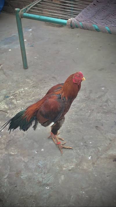 Aseel quality murga exchange possible