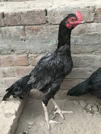 Pakistani Aseel Murgha patha