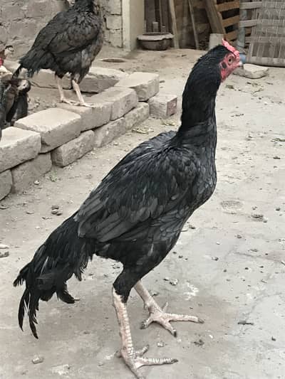 Pakistani Aseel Murgha patha