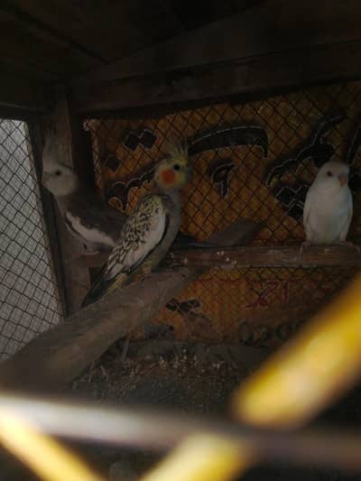 as number par rabta Kara 03171602485 what'sapp