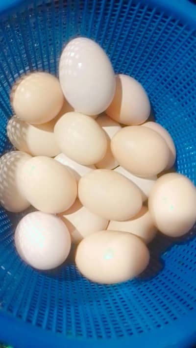 Desi Eggs