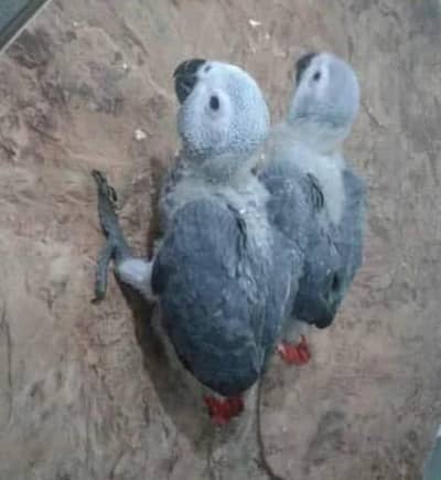 African grey parrot cheeks 4 month age contact number 03361120109