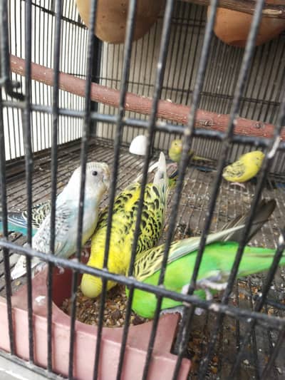 austalian breeder pair budgies pairs