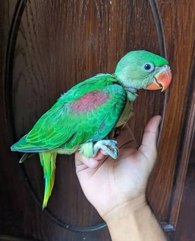 Parrot Chicks for Sale