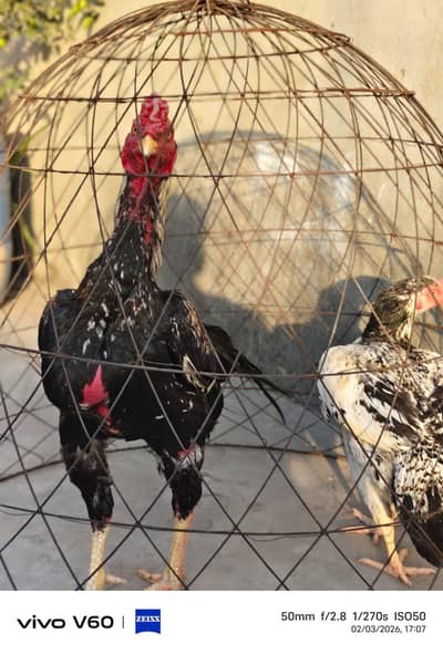 aseel eggs fresh for sale 03316427993 WhatsApp