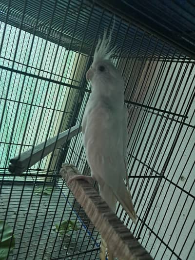 Cockcail Breeder Male for sale exchange possible with austlian pairs