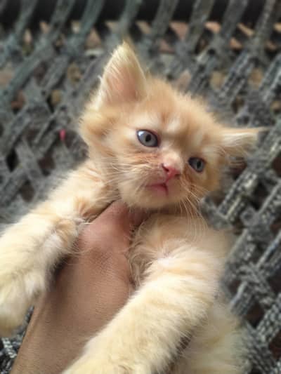 Persian Double coat kitten pair for sale  blue  eyes