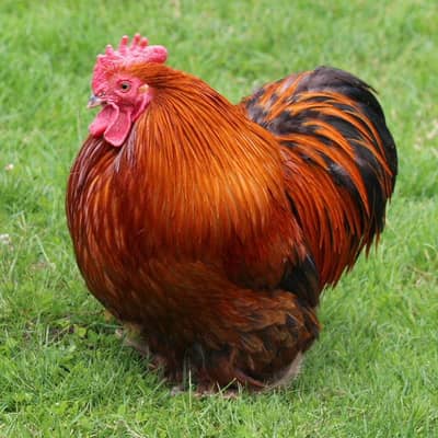 Bantam Male Required