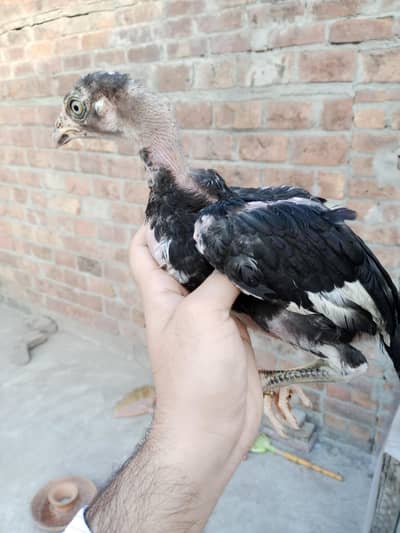 pure mianwali aseel chicks