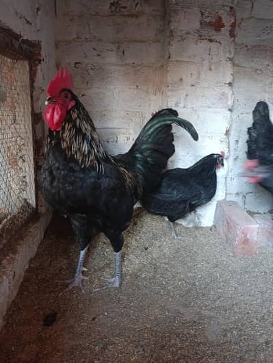 Austrolope Murge . Fertile eggs for sale.