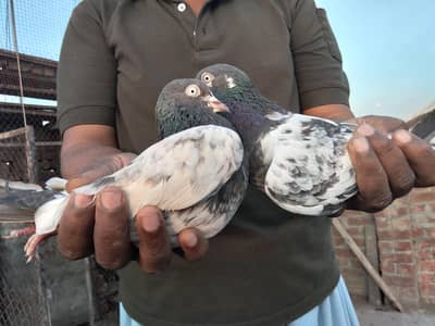 teddy pair Butefull Andy bacho ki garainte