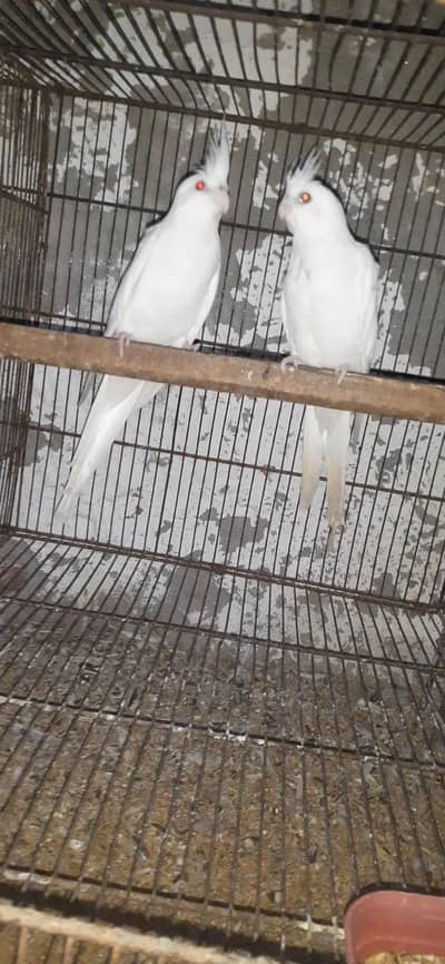 eno cocktail red eye pair .   03081250912