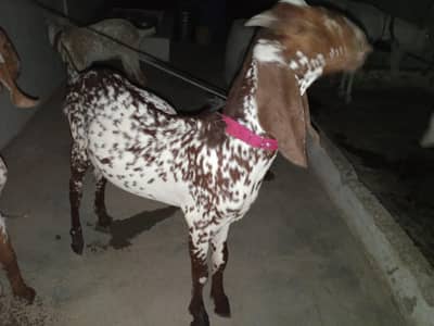 Makkha Chinni Bakray