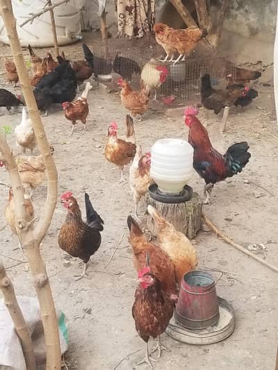 Hen Murgi for sale golden misri
