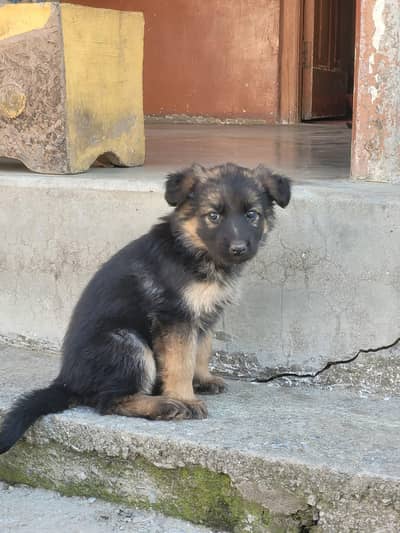 german shaped long cote female puppies