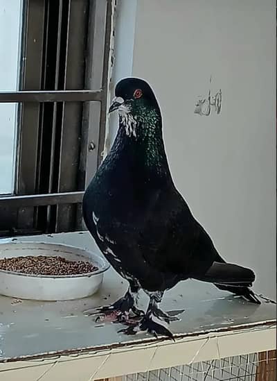 Different varieties of pigeon