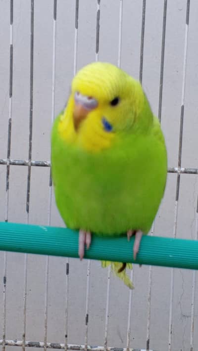 Big size common budgies healthy and active