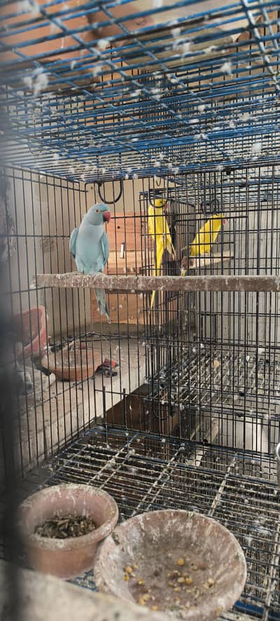 blue ringneck female