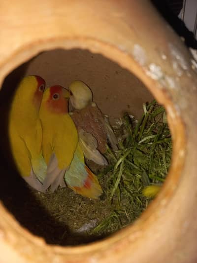 Lotino Pair with chick