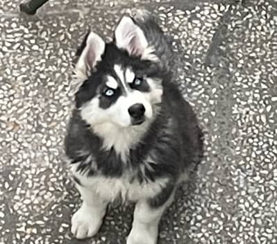 Siberian husky puppies blue eyes wooly coat and healthy active