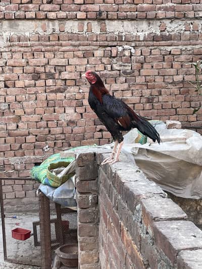 Aseel Mianwali khubsurat lakha