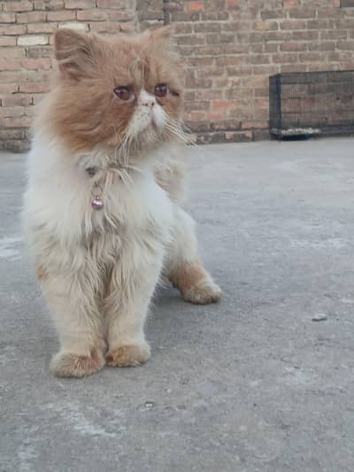 stud meeting service male cat available