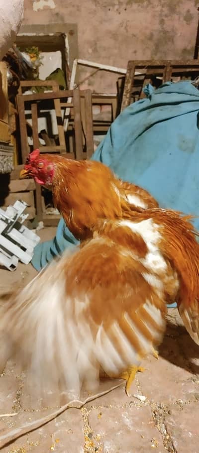 or b available ha contact number 03154994377