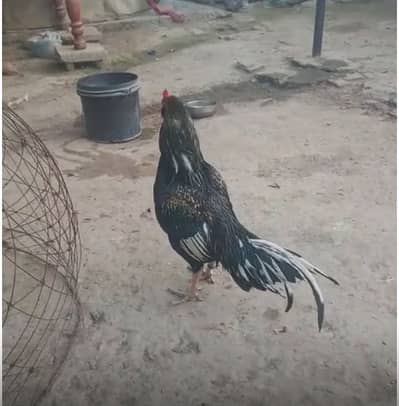 Marathi aseel available