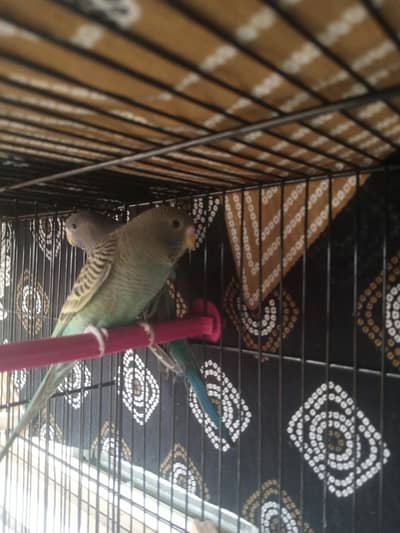 black wings and black face budgies parrot breeder pair