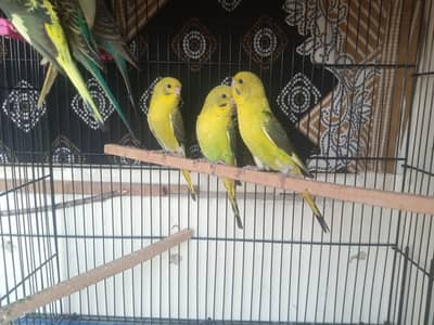 black wings  budgies parrot pair  combo working