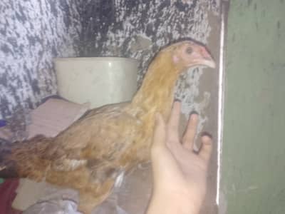 8 month age home bread