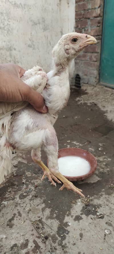 Pakistani aseel high quality chicks