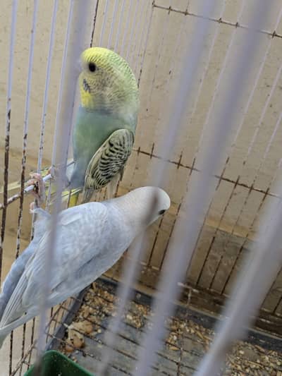 Budgie Rainbow working and common pathay